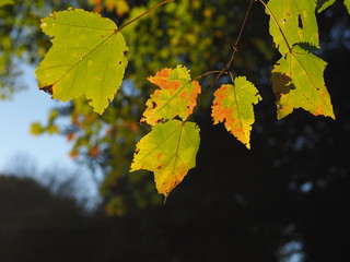 Obraz premium beautiful maple fall foliage