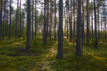 Obraz premium morning in the forest