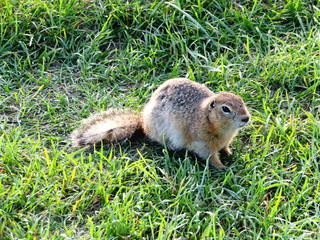 Naklejka na ściany i meble Fluffy squirrel in green grass close-up