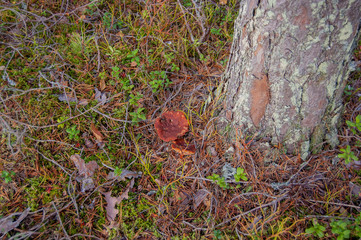 fungus on the tree