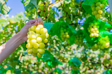 山梨県勝沼ぶどう郷のシャインマスカット狩り