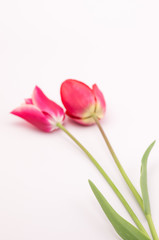 red pink tulips still life - floral theme backdrops