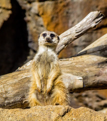 Fototapeta premium Meerkats stand guard and watch over their compound. Auckland Zoo, Auckland, New Zealand