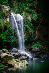 Fototapeta na wymiar Scenic Curtis Falls in Tamborine National Park, Queensland, Australia