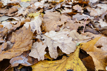 Autumn background from the fallen down leaves.