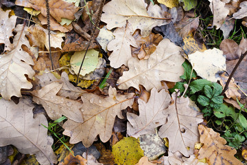 Autumn background from the fallen down leaves.