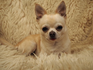 Small dog Chihuahua comfortably settled on fur, warm tones.