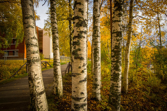 Automne arbres feuilles mortes Kuopio Finlande