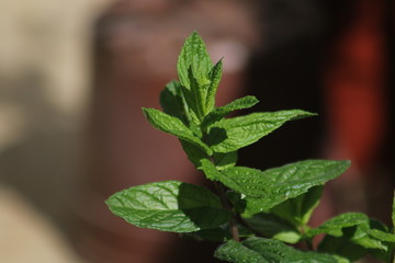 Fresh herbs and medicinal plants