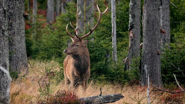Red deer mistrustful stag sensing danger