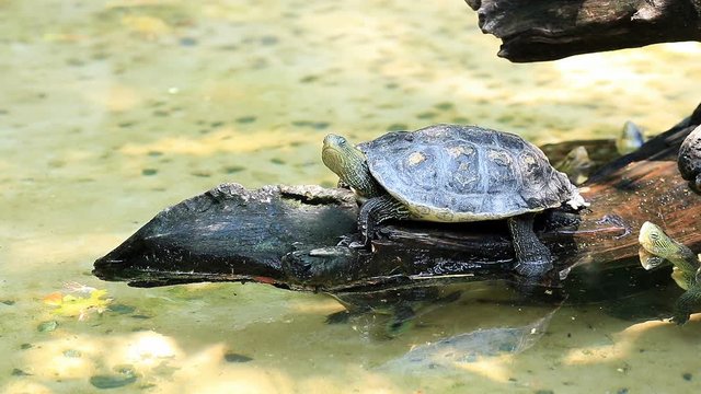 turtle Ocadia sinensis on wood in pond