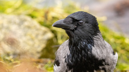 black raven on fence