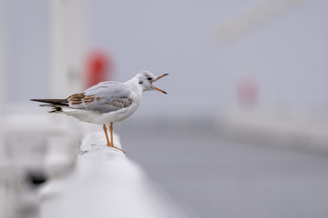 bird on the beach