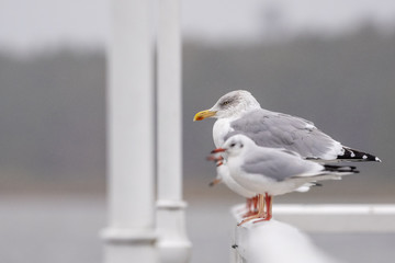seagull on post