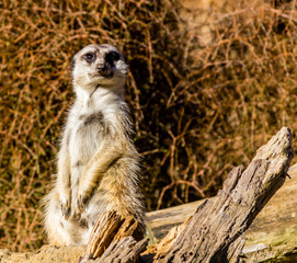 Naklejka na ściany i meble Meerkats stand guard and watch over their compound. Auckland Zoo, Auckland, New Zealand