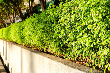 Green Plant in City Urban Setting