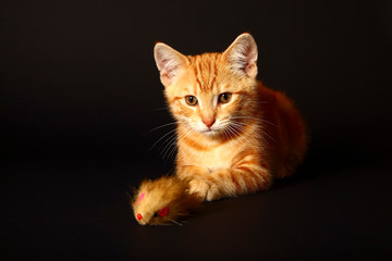 Ginger mackerel tabby cat playing with a cat toy mouse isolated on a black background