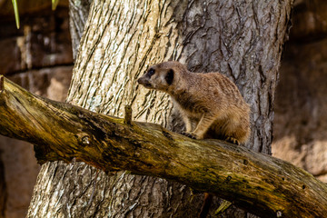 Meerkat watches the gang from a tree branch. Auckland Zoo, Auckland, New Zealand