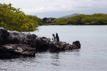 Two Galapagos penguins standing on lava rocky island off Puerto Villamil, Isabela Island, Galapagos, Ecuador