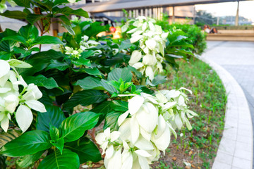 Fototapeta na wymiar Green Plant wth White Flowers in City