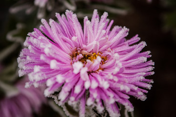  first frost, ice on flowers in late autumn