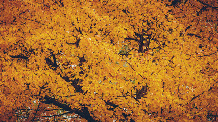 Yellow autumn trees and leaves background