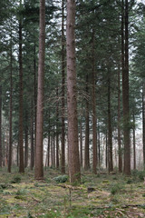 Fototapeta premium arnhem city