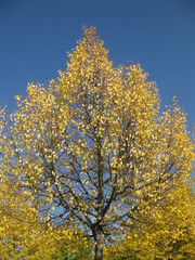 Herbstbaum