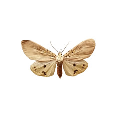  tussock moth isolated on white background, Calliteara pseudabietis  isolated on white background.