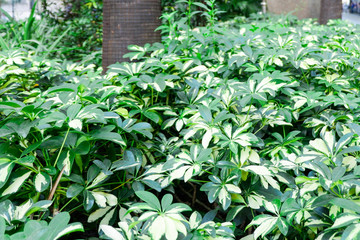 Obraz premium Green Plant in City Urban Setting