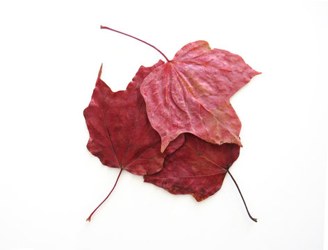 Autumn composition. Pattern of three dry red maple leaves of different shades of intense reds. White background. Flat lay, top view