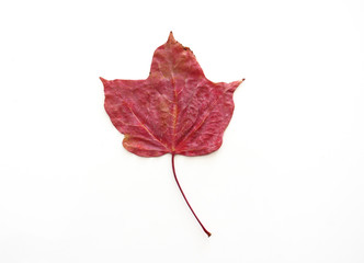 Autumn composition. Pattern of a dry red maple leaf. White background. Flat lay, top view, copy space 