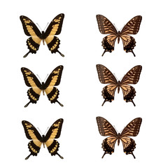 set of butterflies isolated on white background, set of agrias claudina sardanapalus.