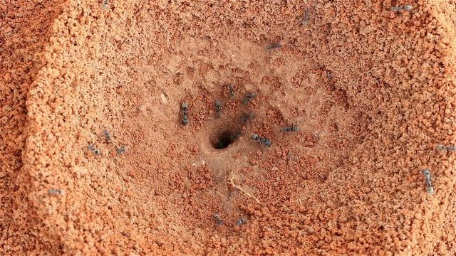 Crowd of Black ants working