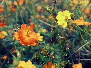 yellow flowers in the garden Cosmos in greenery garden with copy space