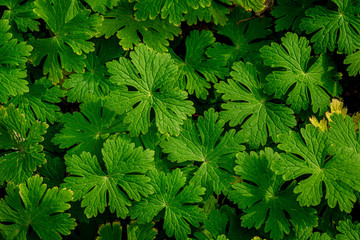 green leaf background