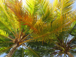 Palm trees in Pointe Faula - Le Vauclin.- French west indies.  Caribbean sea. Natural colors and texture