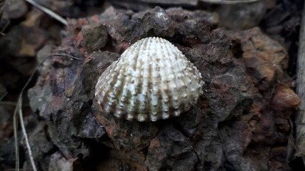 sea shells on the beach