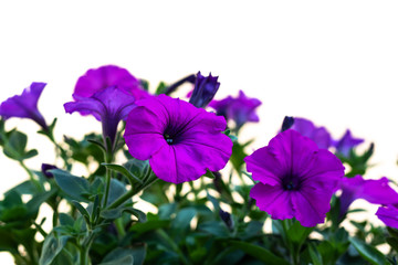 petunia flowers