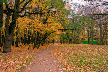 Autumn park landscape with footpath and yellow maple leaves on the land. Rain