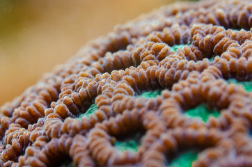 hard coral taken by macro lens