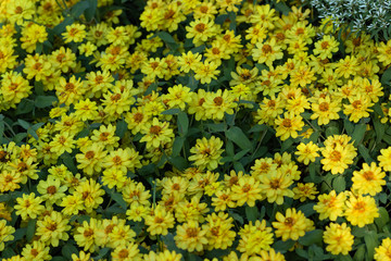 yellow zinnia flowers