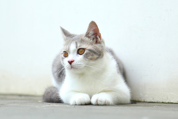 Scottish Fold kittens are sitting on cement floor. Portrait of the kittens are looking at the something.