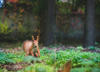 squirrel in the forest sitting in the plants