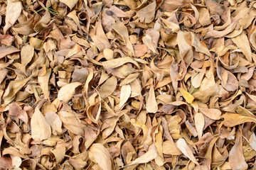 Dry brown leaves lying on the ground.
