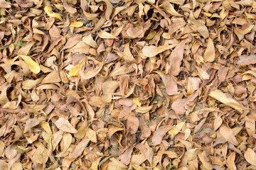 Dry brown leaves lying on the ground.