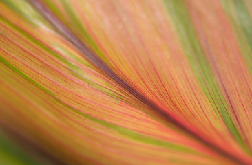 Close-up of leaf striped line. Colorful texture background.