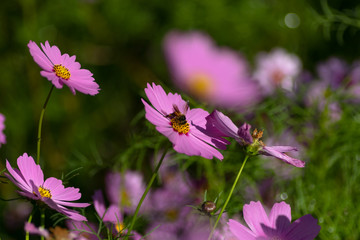 cosmos flower