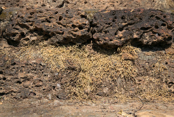 Dry moss on the stone walk
