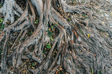 Tree root, old tree, nature, leaf, cubes, eat background image